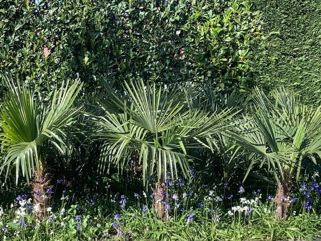 Palmbomen Trachycarpus Fortunei winterhard, Tuin en Terras, Planten | Bomen, In pot, Ophalen