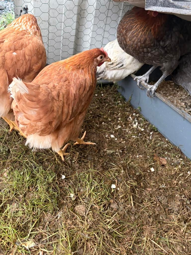 Poules pondeuses, Enlèvement