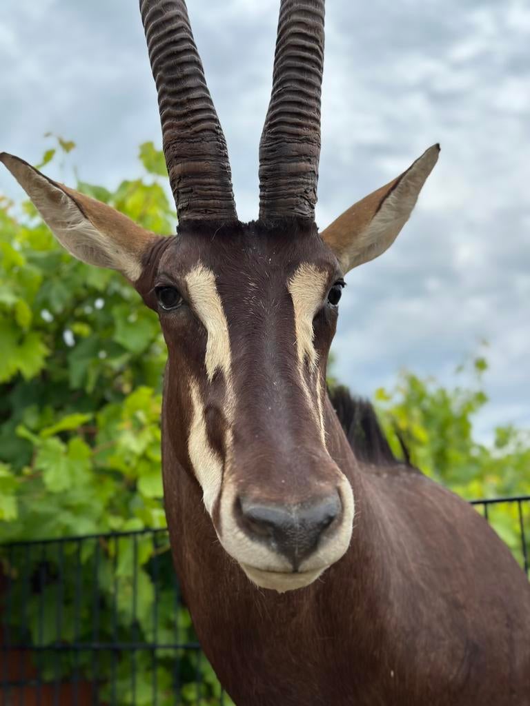 Taxidermie antilope sabel antilope, Enlèvement
