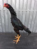 beperkt broedeieren van zwarte shamo, Dieren en Toebehoren, Pluimvee