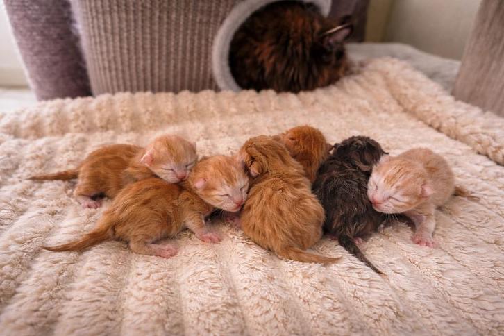 Maine coon kittens geboren 09/04, Animaux & Accessoires, Chats & Chatons | Chats de race | Poil long, Sexe inconnu, 0 à 2 ans