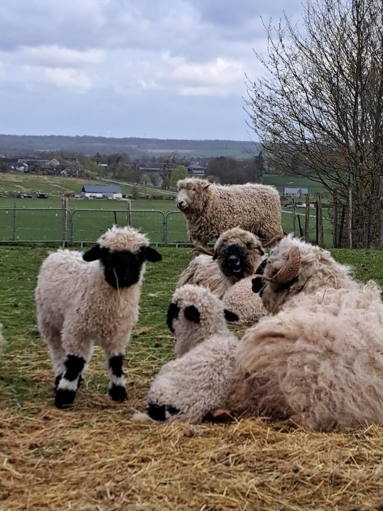Agnelle nez noir du Valais, Vrouwelijk, Schaap, 0 tot 2 jaar