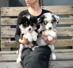 Knappe border collie pups, Dieren en Toebehoren, Parvo, België, 8 tot 15 weken, Collie