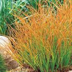 Carex Prairie Fire, Tuin en Terras, Planten | Tuinplanten, Ophalen, Vaste plant, Siergrassen, Halfschaduw