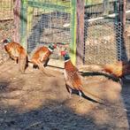 Bosfazant hanen, Dieren en Toebehoren, Pluimvee, Mannelijk, Overige soorten