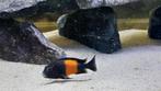 Tropheus Black Pemba Tanganyika, Dieren en Toebehoren, Vis