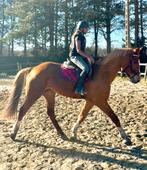 Jardin courageux de 12 m, Animaux & Accessoires, Chevaux, Hongre