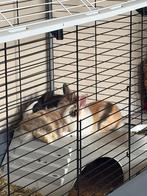 Konijn, Dieren en Toebehoren, Konijnen, Vrouwelijk, Middelgroot, 0 tot 2 jaar
