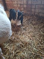 Prachtige geitenbokjes van rond kerstmis mogen per direct we, Dieren en Toebehoren