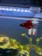 Betta kempvis, Poisson