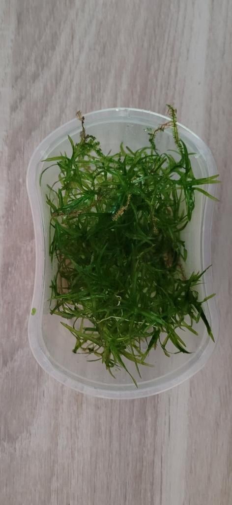 guppy gras /naja guadalupnsis, Dieren en Toebehoren