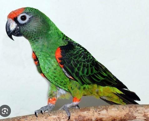 papegaai, Animaux & Accessoires, Oiseaux | Perruches & Perroquets, Perroquet, Femelle, Bagué