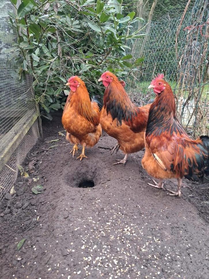 Gratis (jonge) hanen, Dieren en Toebehoren, Pluimvee, Kip, Mannelijk