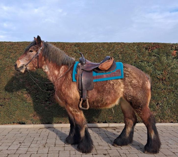 Super leuk braaf Belgische trekpaard, Animaux & Accessoires, Animaux Autre, Femelle, Mai