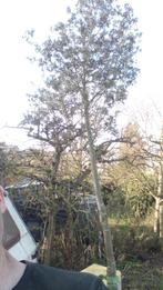 Steeneik Quercus Ilex 4.5m  zware draadkluit, Enlèvement ou Envoi, Plein soleil, Arbre en colonnes, 400 cm ou plus