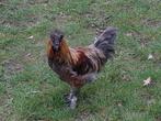 Gratis jonge hanen – 5 beschikbaar, Dieren en Toebehoren, Mannelijk, Kip