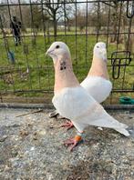 Koppel Rayhani Syrische duiven, Dieren en Toebehoren, Vogels | Duiven