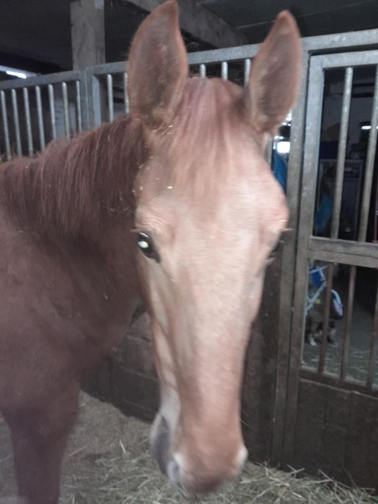 Jaarling hengste veulen, Dieren en Toebehoren, Paarden, Hengst, Z