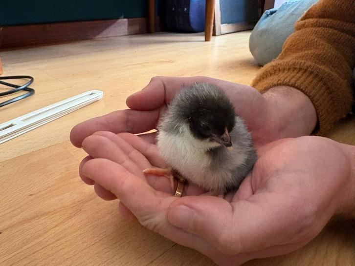 Kuikens kleurleggers, Dieren en Toebehoren, Pluimvee, Kip, Meerdere dieren