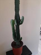 Grote cactus, kamerplant hoogte 80cm, Huis en Inrichting, Kamerplanten, Ophalen, Cactus