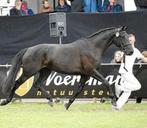 Fokmerrie te koop, Jument