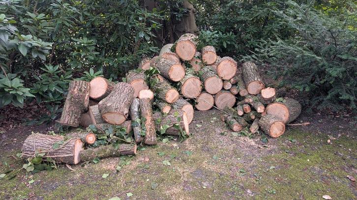 Bois de chauffage 60 € pour 2 stères (chêne et érable), Jardin & Terrasse, Bois de chauffage, Chêne, Enlèvement