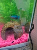 Gratis Betta-vrouw (Siamese kempvis), Dieren en Toebehoren, Vissen | Aquariumvissen