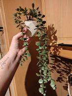 Petite plante artificielle, Maison & Meubles, Accessoires pour la Maison | Plantes & Fleurs artificielles