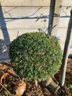 Taxus bollen op stammetje, Enlèvement, Taxus, Arbuste, 100 à 250 cm