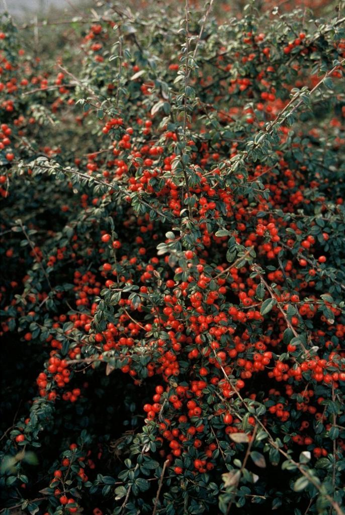 Cotoneaster of dwergmispel, Tuin en Terras, Planten | Tuinplanten, Halfschaduw, Lente, Ophalen