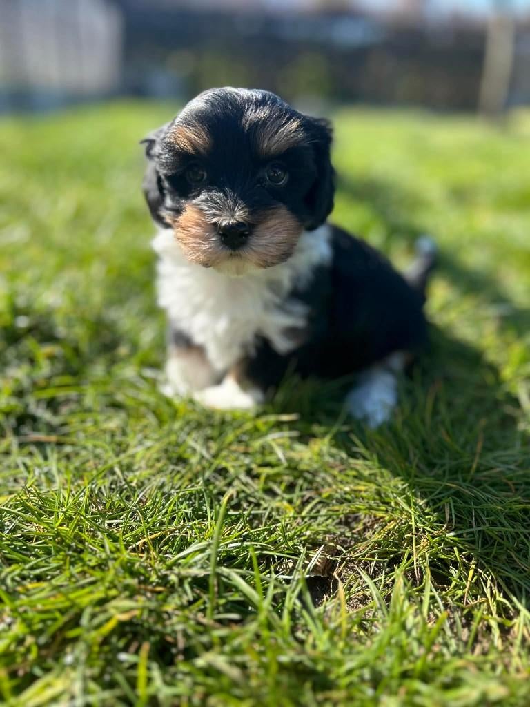 Havanezer pupjes hier geboren., Dieren en Toebehoren, Parvo, België, Overige rassen, 8 tot 15 weken