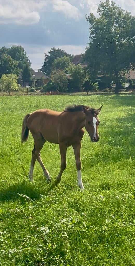 Bloedgemaakte jaarling merrie, Dieren en Toebehoren, Merrie, Springpaard, Met stamboom, 0 tot 2 jaar