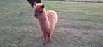 Alpaca cria hengst donderbruin (6maand), Dieren en Toebehoren, Pony's, Hengst, Gechipt