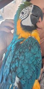 Ara ararauna mâle eam, Animaux & Accessoires, Oiseaux | Perruches & Perroquets, Mâle