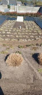 Waterplanten lis, Huis en Inrichting, Ophalen, Gebruikt