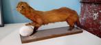 taxidermie : belette ou hermine empaillée, Collections, Collections Animaux, Enlèvement ou Envoi, Utilisé, Animal sauvage, Animal empaillé