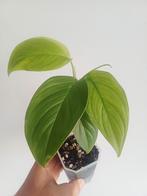 Monstera ec7 (noid), Overige soorten, In pot, Minder dan 100 cm, Groene kamerplant