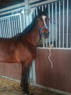 Mooie 4 jarige ruin, Dieren en Toebehoren, Paarden, Ruin