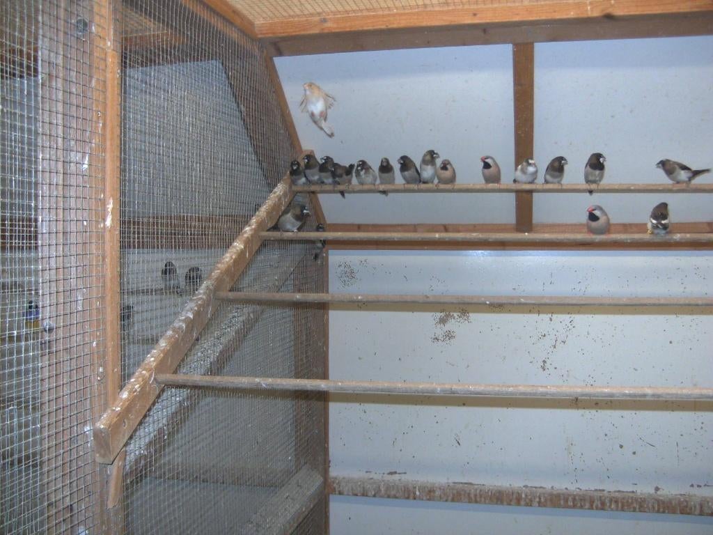 Japanse meeuwen, Sexe inconnu, Oiseau tropical, Bagué