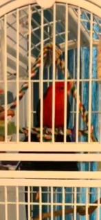 Peruche royal, Animaux & Accessoires, Oiseaux | Perruches & Perroquets, Mâle, Perroquet