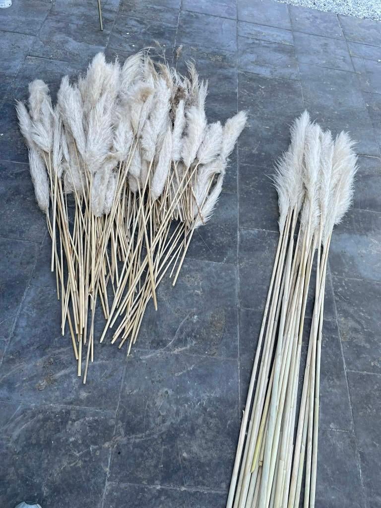 50tal pampa's, Huis en Inrichting, Woonaccessoires | Droogbloemen, Ophalen, Zo goed als nieuw