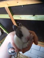 Verschillende konijntjes, Dieren en Toebehoren