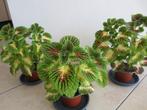 Coleus Siernetel - 3 potjes met jonge gezonde volle planten, Enlèvement