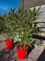 Nerium Oleander- op voorraad, Ophalen