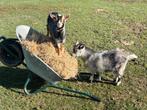2 Chèvres naines à vendre, Juillet, Femelle