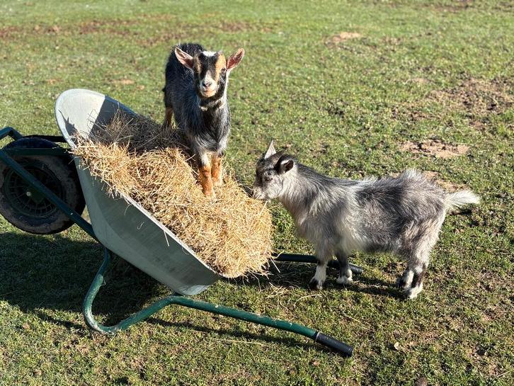 2 Chèvres naines à vendre, Animaux & Accessoires, Animaux Autre, Femelle, Juillet