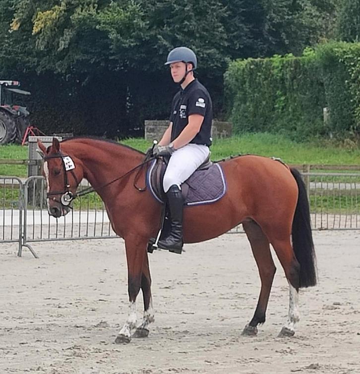 4 jarige freiberger merrie., Dieren en Toebehoren, Paarden, Merrie, M