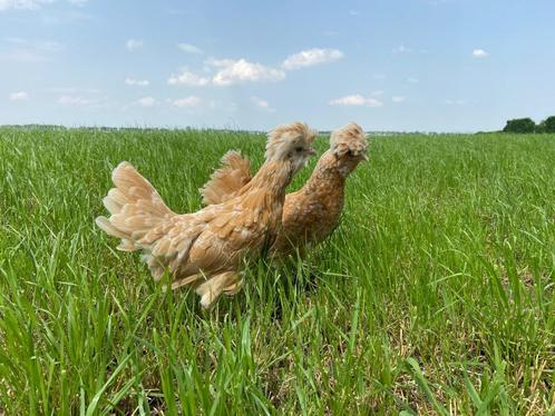 Jonge tamme Kuifhoenders (Padua), gesekst en ingeënt, Dieren en Toebehoren, Pluimvee, Kip, Vrouwelijk