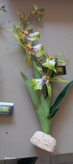 Exo terra spider orchid, Ophalen of Verzenden, Nieuw, Tak, Plant, Rots of Steen