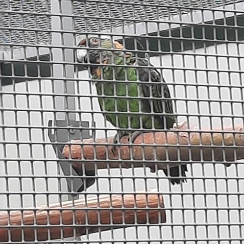 Jardine-papegaai (Poicephalus G.Gulielmi), Dieren en Toebehoren, Vogels | Parkieten en Papegaaien, Papegaai, Vrouwelijk, Geringd